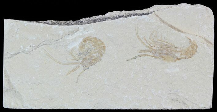 Two Cretaceous Fossil Shrimp - Lebanon #52772